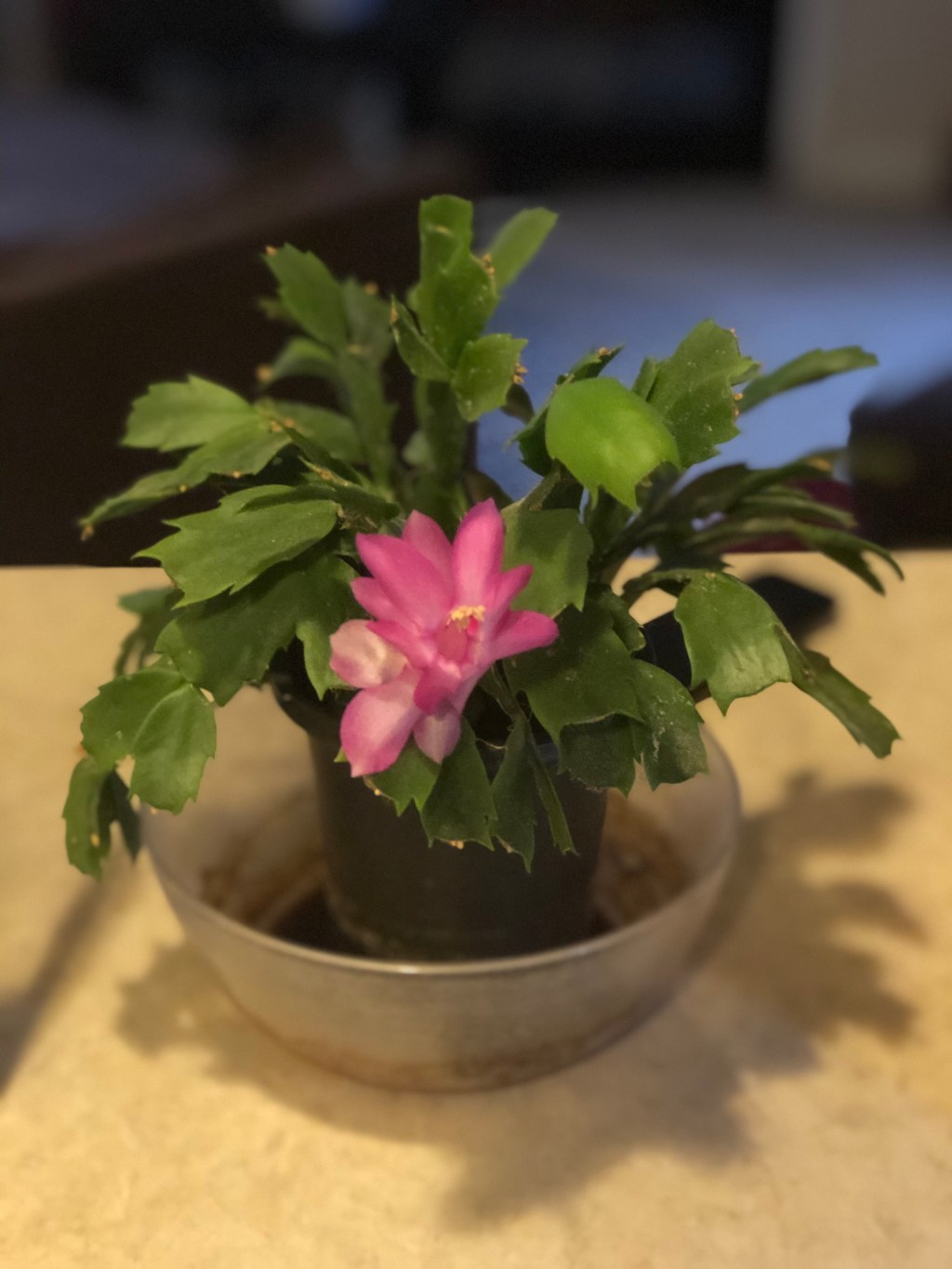 Haven’t posted in&nbsp;awhile