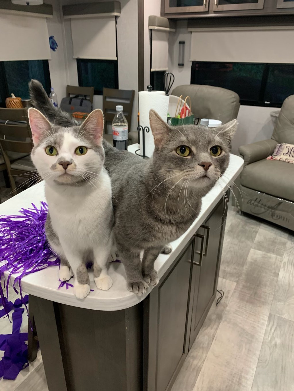 Homecoming in the&nbsp;Burg!